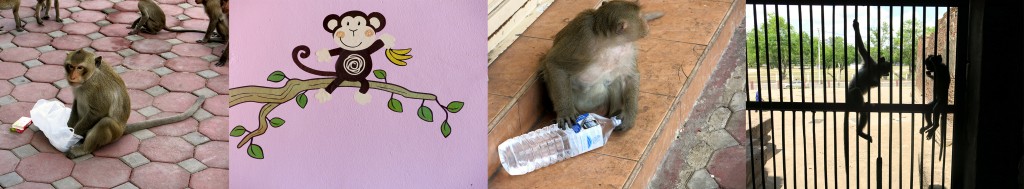 Lopburi Monkey