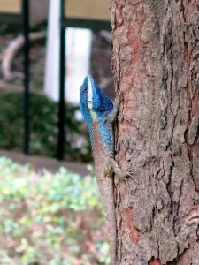 Blue Crested, lizard, Calotes Mystaceus, Chiang Mai, Thailand 