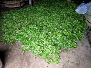 tea, Mae Salong, Thailand, production