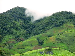 Mae Salong, Tea, Chinese, Thailand