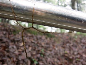 walking stick, Thailand, Mae Salong