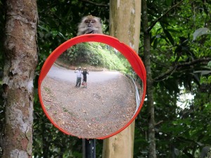 monkey, Penang, Malaysia