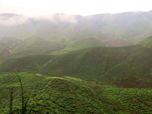 Tanah Rata, Malaysia, tea, tealands, highlands, Cameron
