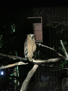 Taiping, Malaysia, owl, night, safarii, zoo
