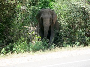 Sri Lanka