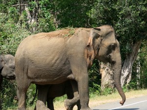 Sri Lanka