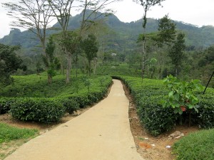 Sri Lanka, Nuwara Eliya